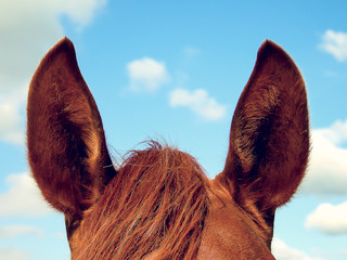 The horse's ears against the sky - Powered by Adobe