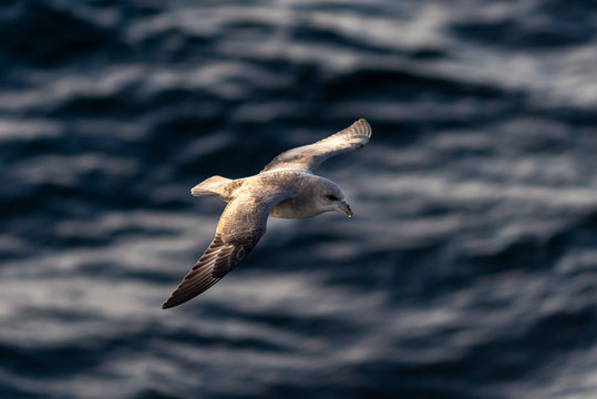 Northern Fulmar flying above Arctic sea on Svalbard.