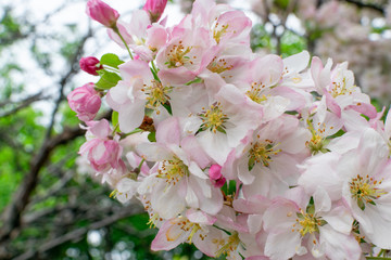 Beautiful Apple Tree Flowers in Spring Garden