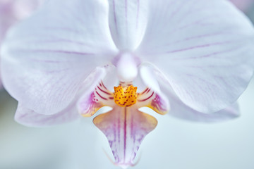 Fototapeta na wymiar Home flower, Beautiful white phalaenopsis orchid, close-up, macro photo