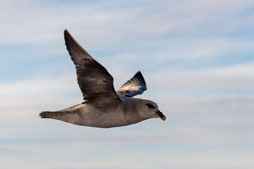Northern Fulmar flying above Arctic sea on Svalbard.
