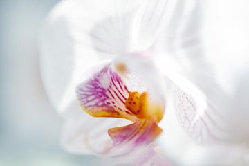 Home flower, Beautiful white phalaenopsis orchid, close-up, macro photo