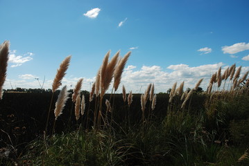 vegetation in wetlands and foxtail
