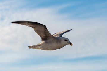 Northern Fulmar flying above Arctic sea on Svalbard.