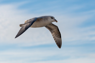 Northern Fulmar flying above Arctic sea on Svalbard.