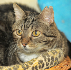 tabby European Shorthair cat