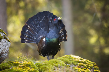 Eager male of western capercaillie, tetrao urogallus, showing off in the morning sun. Endangered...