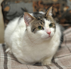 white and brown shorthair cat