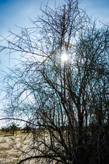 desert of  Jaisalmer the golden city, an ideal allure for travel enthusiasts, Sam Sand Dunes
