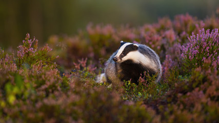 Fluffy european badger, meles meles, approaching from front low angle view in heathland. Appealing wild animal walking in nature at sunrise with blurred background and copy space. © WildMedia