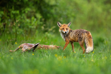 Wild red fox, vulpes vulpes, standing by dead roe deer, capreolus capreolus, doe and looking back over shoulder with copy space. Animal wildlife scenery with hunter and a prey