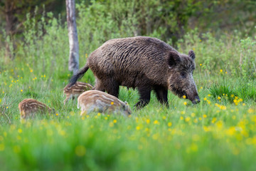 Wild boar family grazing on green meadow with yellow flowers in spring nature. Female adult mammal with brown fur and bunch of little piglets feeding in wilderness.