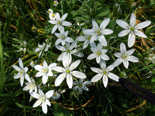 Doldiger Milchstern (Ornithogalum umbellatum), blühende Pflanze