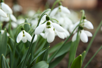 Beautiful snowdrops growing in garden, closeup. Spring flowers