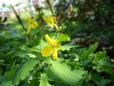 Acker-Senf (Sinapis arvensis), bl&uuml;hende Pflanze