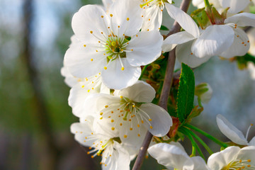 White cherry blossoms on a branch