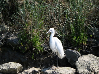White heron posing on a stone on a river bank