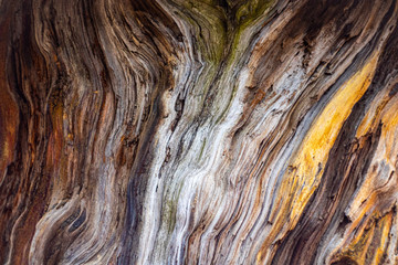 bark of a tree