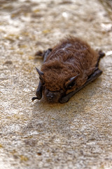 close up of a bat