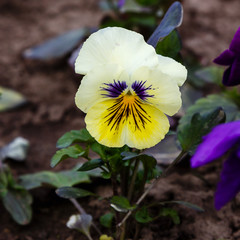 Pansy flowers or spring garden viola tricolor in spring garden. Gardening, landscape design, gardening with annual plants.