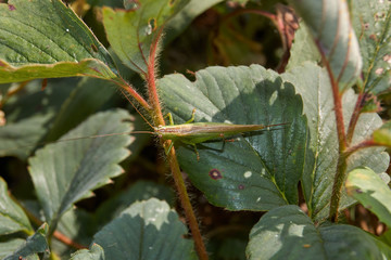 A green grasshopper, or an ordinary grasshopper (lat. Tettigonia viridissima) in a meadow.