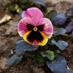 Pansy flowers or spring garden viola tricolor in spring garden. Gardening, landscape design, gardening with annual plants.