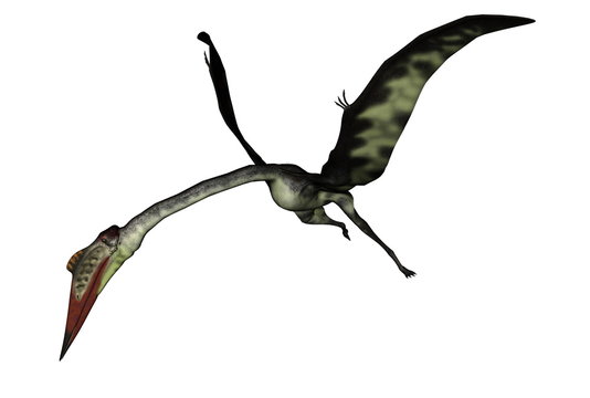 Pterodactyloidea Images – Browse 364 Stock Photos, Vectors, and