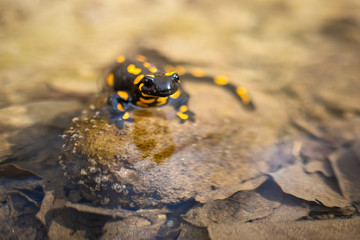 Endemic fire salamander, salamandra salamandra, hiding in water camouflaged by yellow spots. Poisonous reptile in wetland with old leafs underwater from front view.
