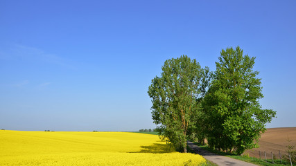 Spring scenery with flowering rapeseed field, road with green trees on the background of blue sky