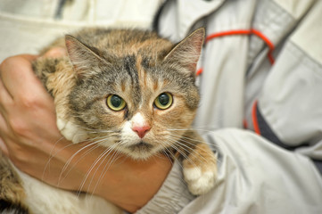 three-color frightened cat in the arms