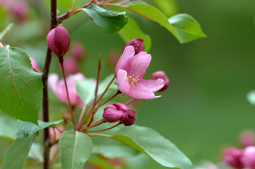 wild apple tree in bloom