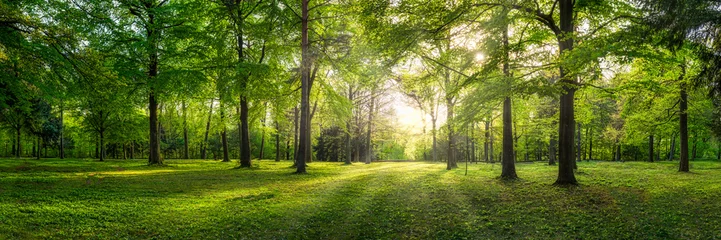 Fotobehang Panoramisch uitzicht op een bos met zonlicht dat door de bomen schijnt © eyetronic