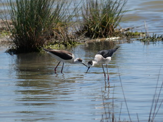 couple of black-winged stilt moving among the vegetation of the lagoon