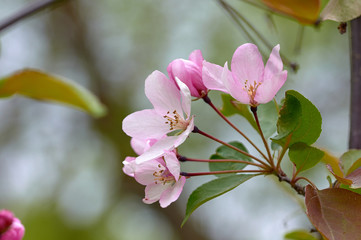 wild apple tree in bloom