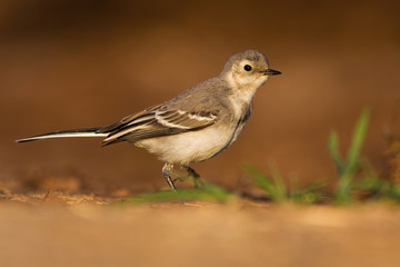 Juvenile white wagtail, motacilla alba, walking on sand of riverbank in summer at sunset. Alert young bird with light and gray feather standing on the ground from side low angle view.