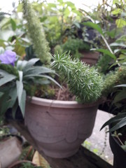 cactus in a pot