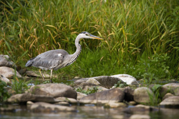Fototapeta premium Concentrated grey heron, ardea cinerea, wading a river during a hunt at sunrise in summer. Focused wild bird with long legs and beak waiting for prey on riverbank with copy space.