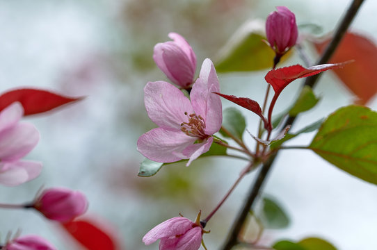 wild apple tree in bloom © ipfedorova