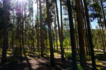High forest pines