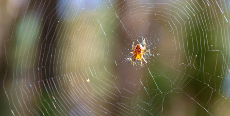 Spider and web in the spring forest. Spider and web in the wild.