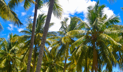Palm trees under the blue sky on a tropical island