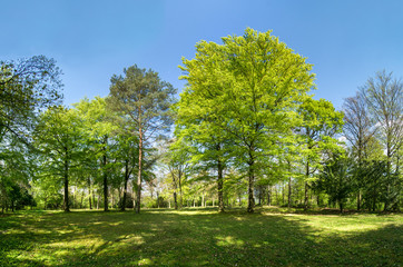 Beautiful forest in spring with fresh green foliage
