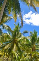 Palm trees under the blue sky on a tropical island