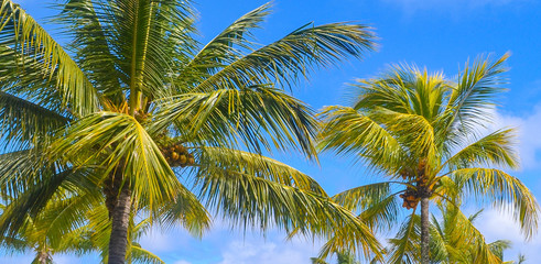 Palm trees under the blue sky on a tropical island