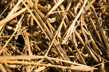 Dry grass is a beautiful nature closeup in spring in the village.