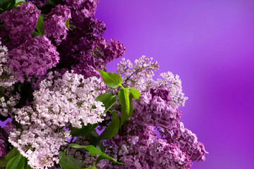 lilac flowers on a branch