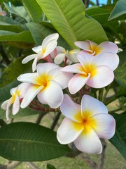frangipani plumeria flower