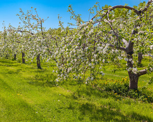 Fototapeta na wymiar Rows of blooming fruit trees in the apple orchard.