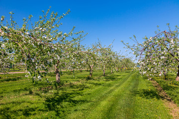 Fototapeta na wymiar Rows of blooming fruit trees in the apple orchard.