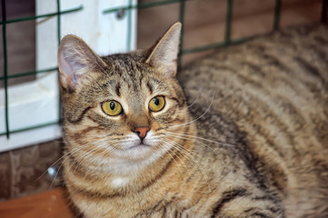 tabby cat   in a shelter
